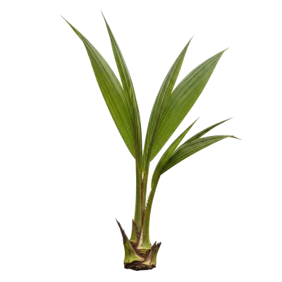 Imagen PNG para descargar